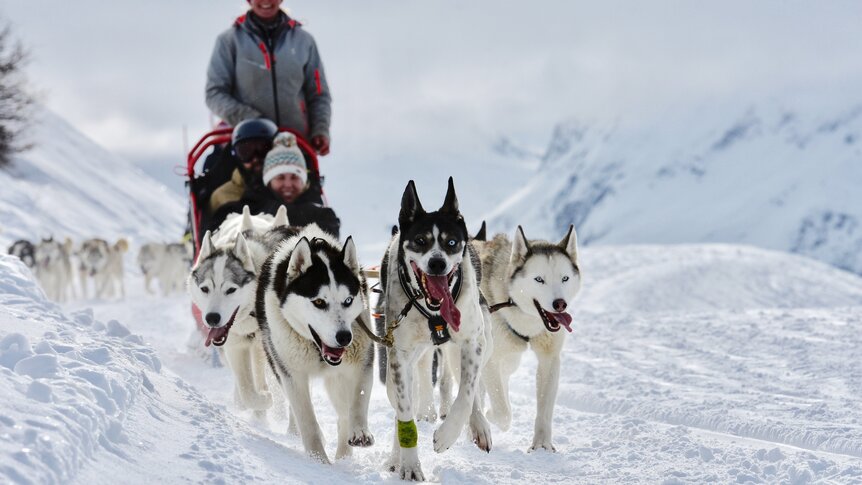 Dog sledding, Verbier